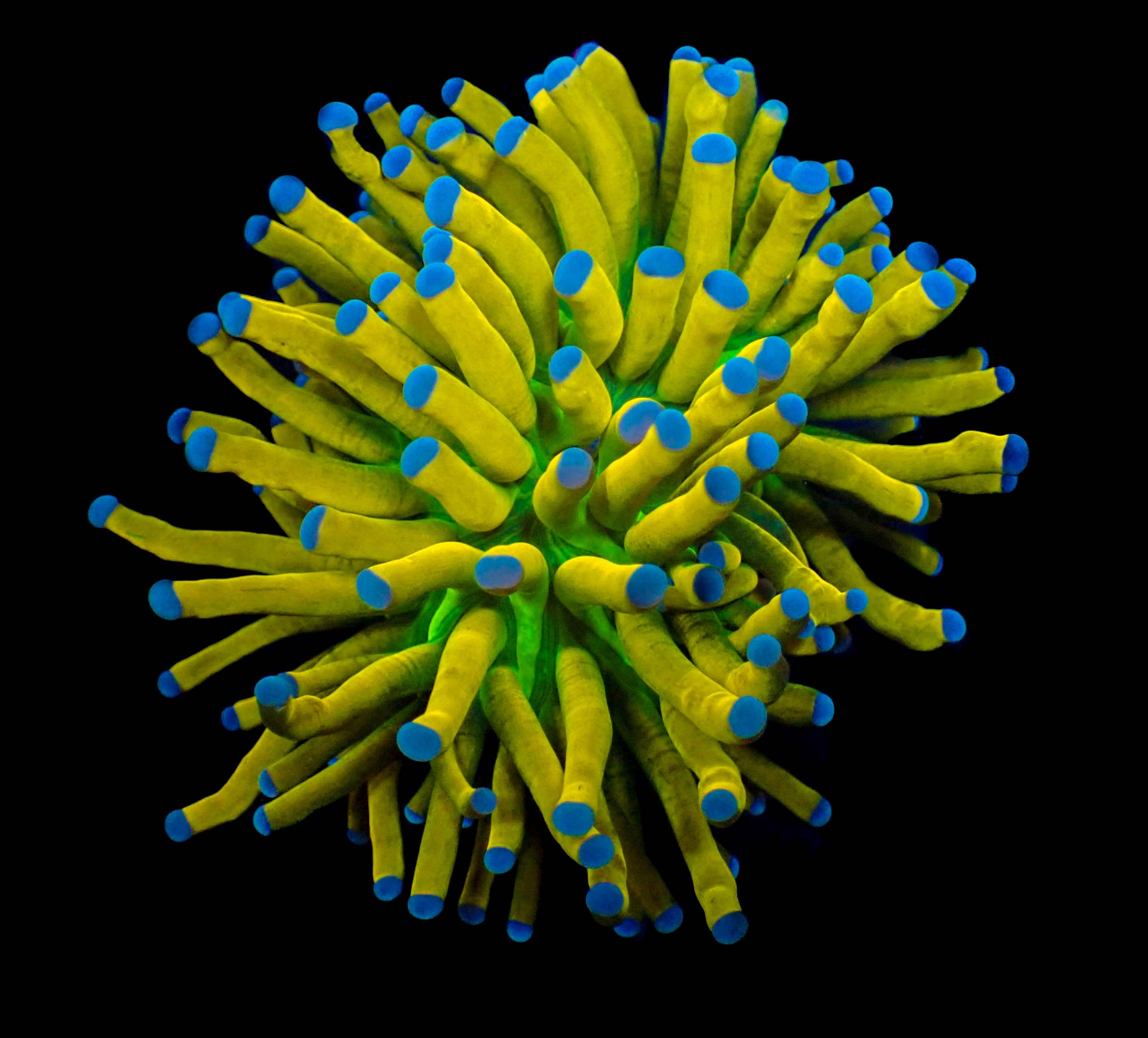 WYSIWYG Purple Tip Solid Gold Torch