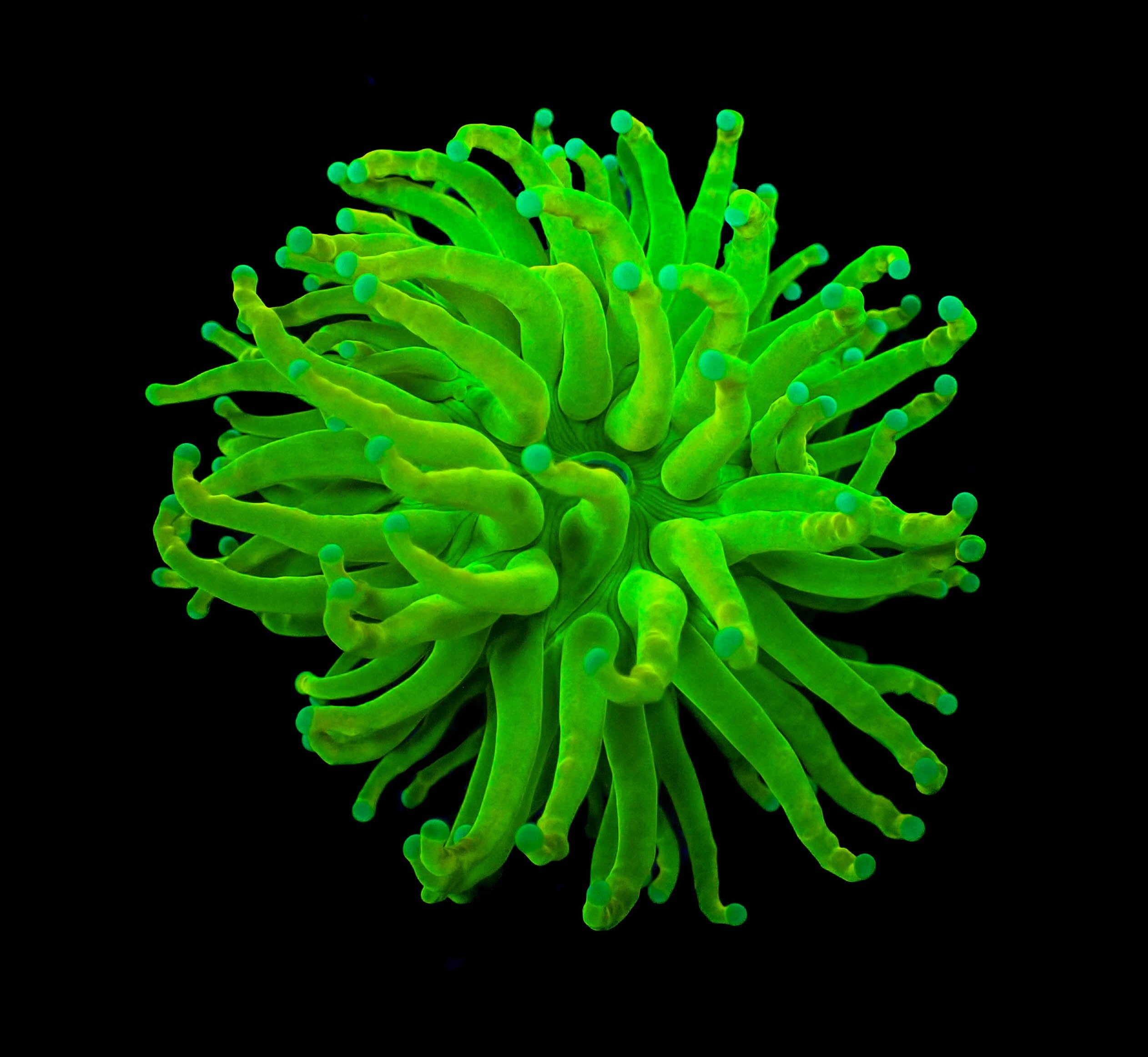 WYSIWYG Neon Tip on Neon Torch