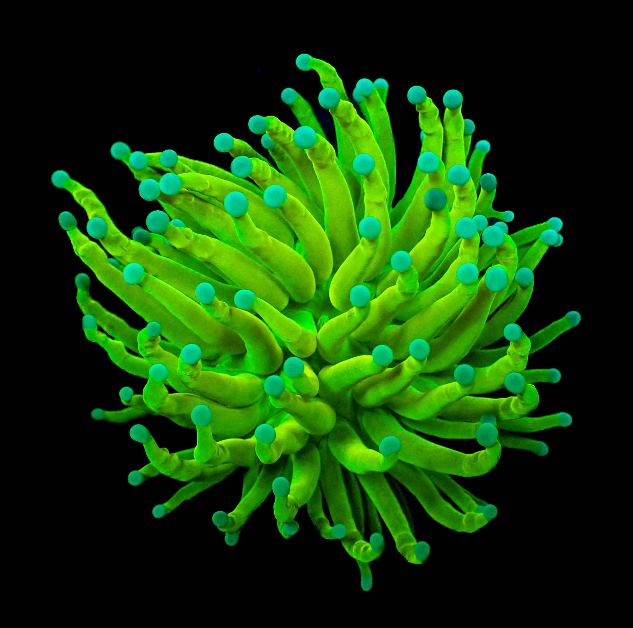 A Grade - Teal Tip Holygrail Torch