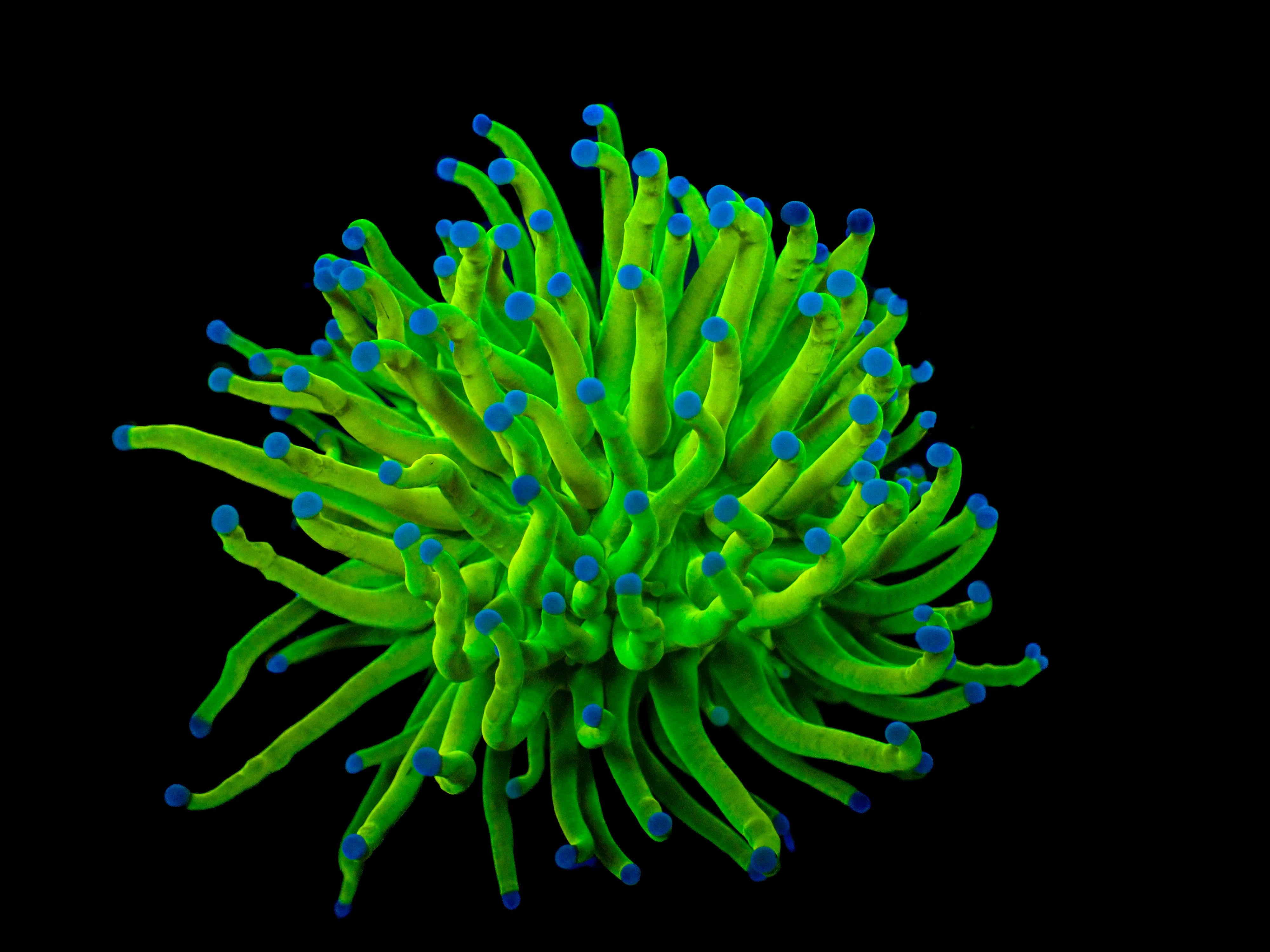 A Grade - Purple Tip Holygrail Torch