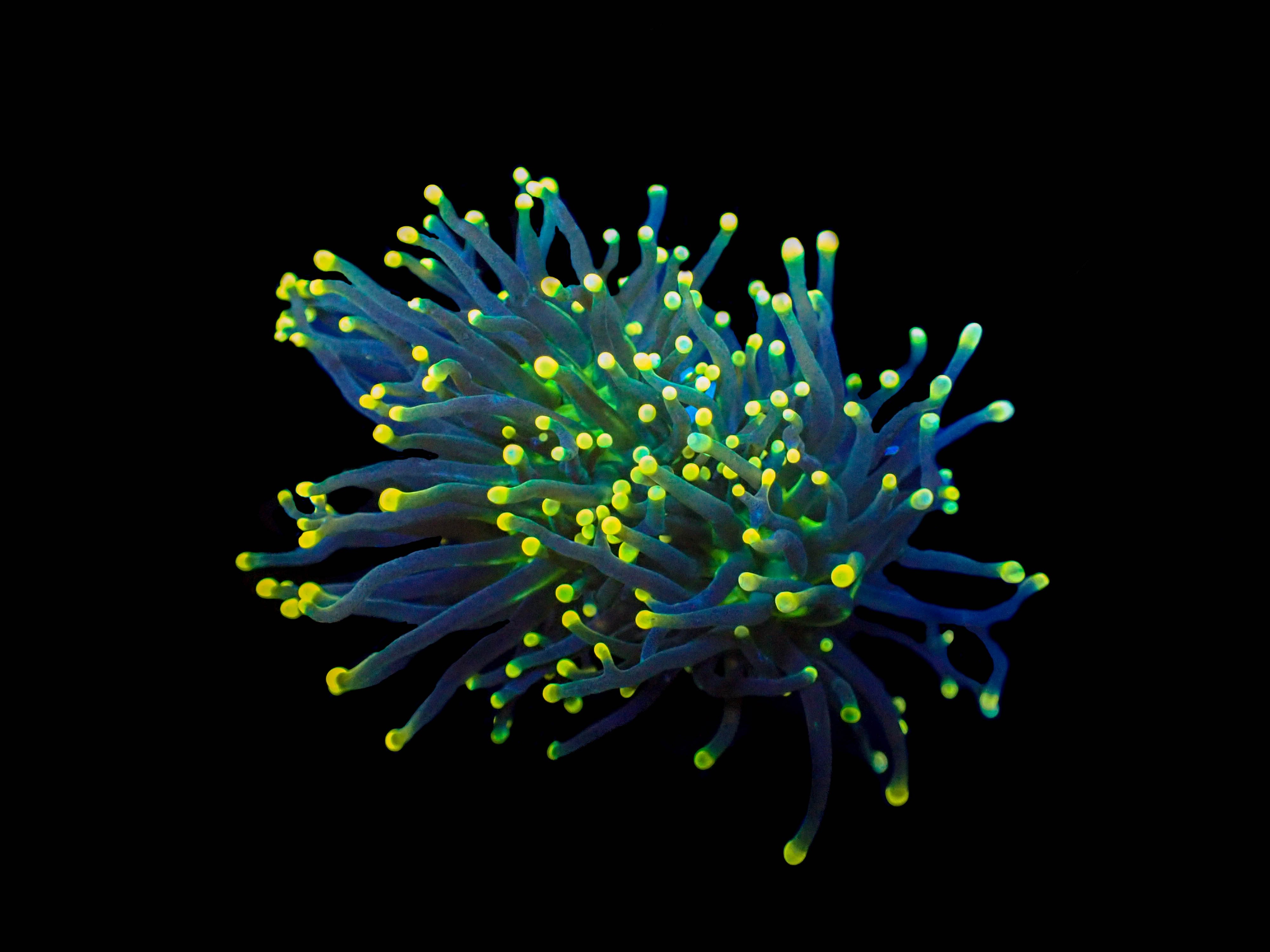 Utra Joker Torch Coral