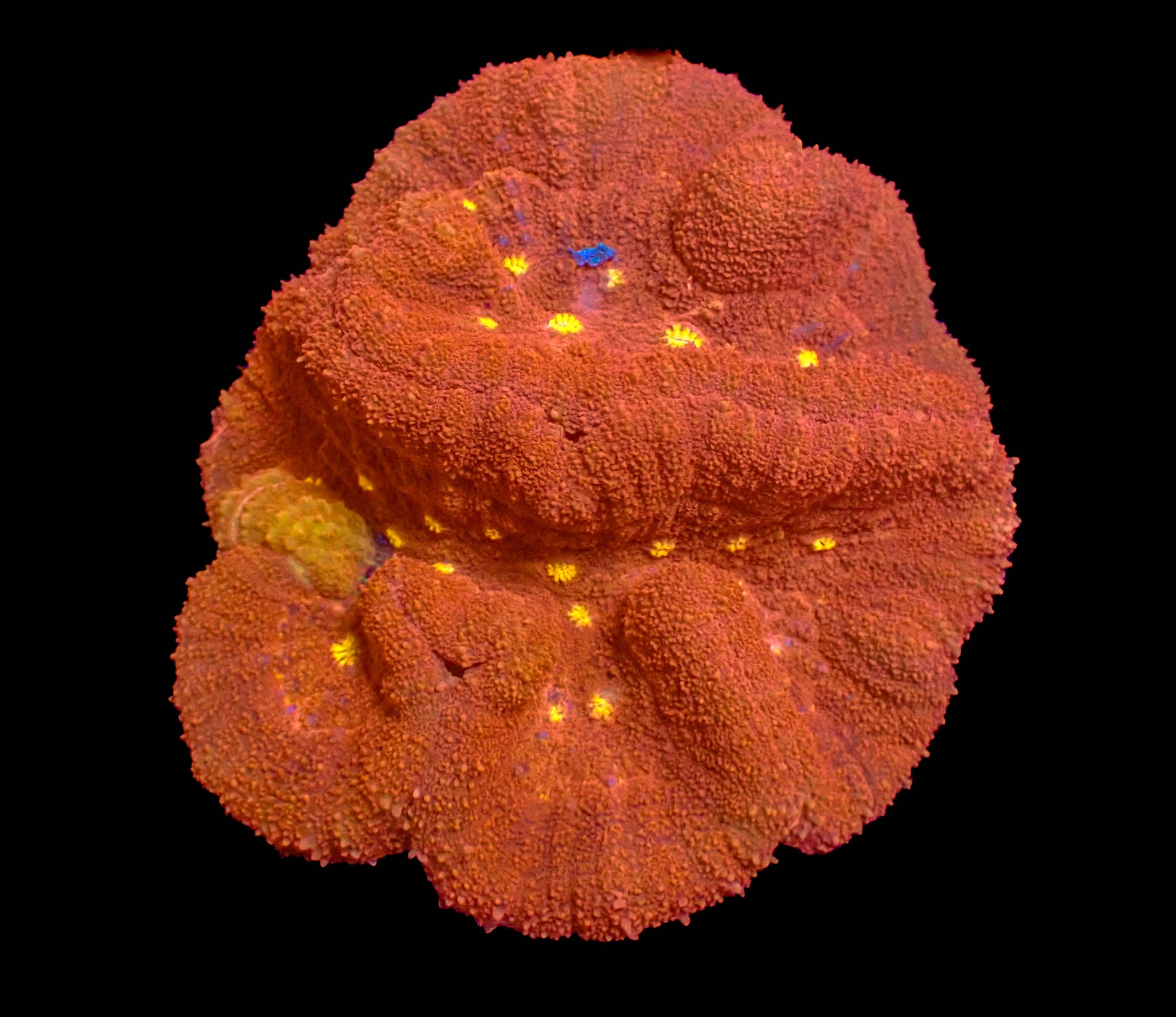WYSIWYG Symphillia Brain Coral