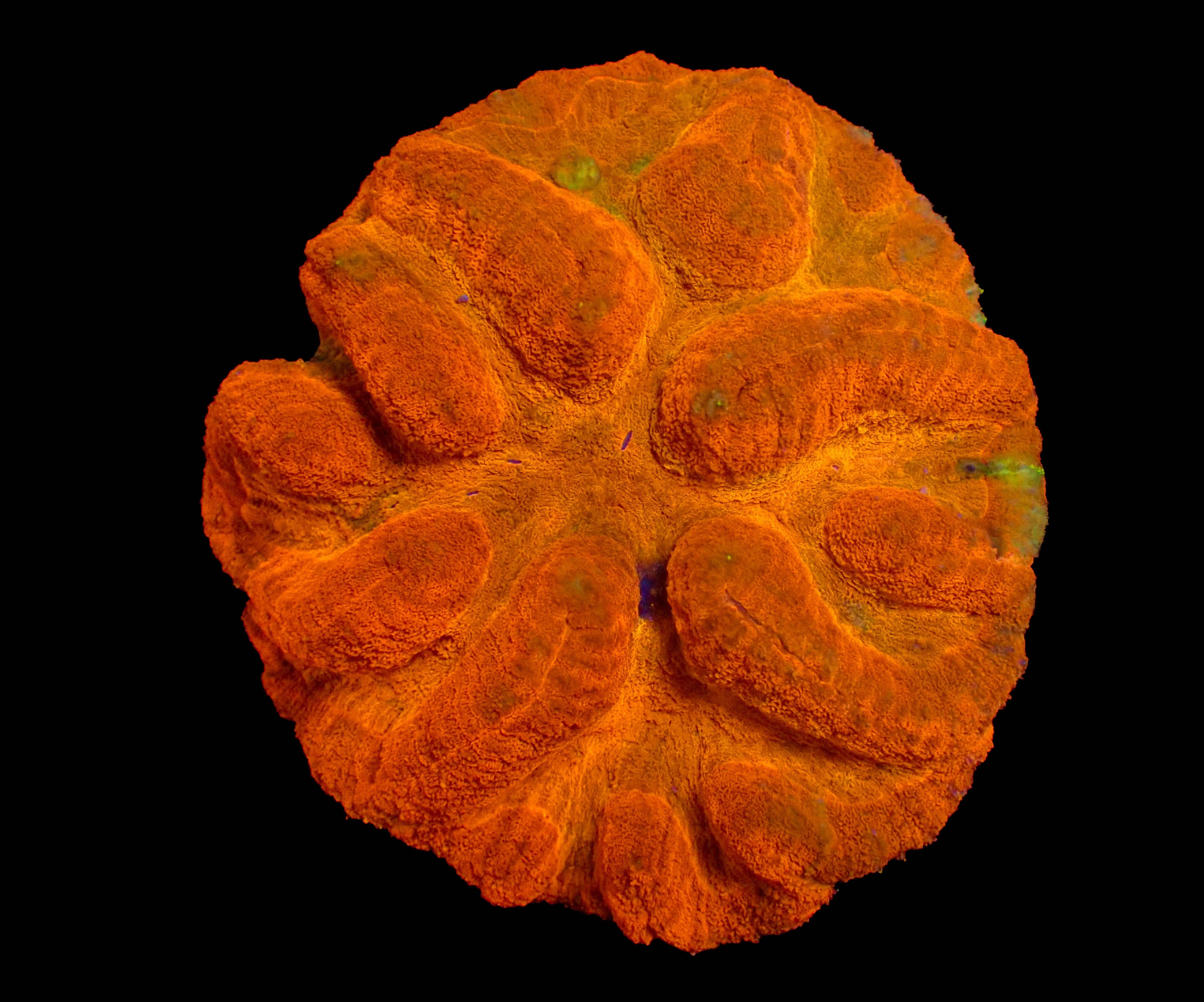 WYSIWYG Symphillia Brain Coral