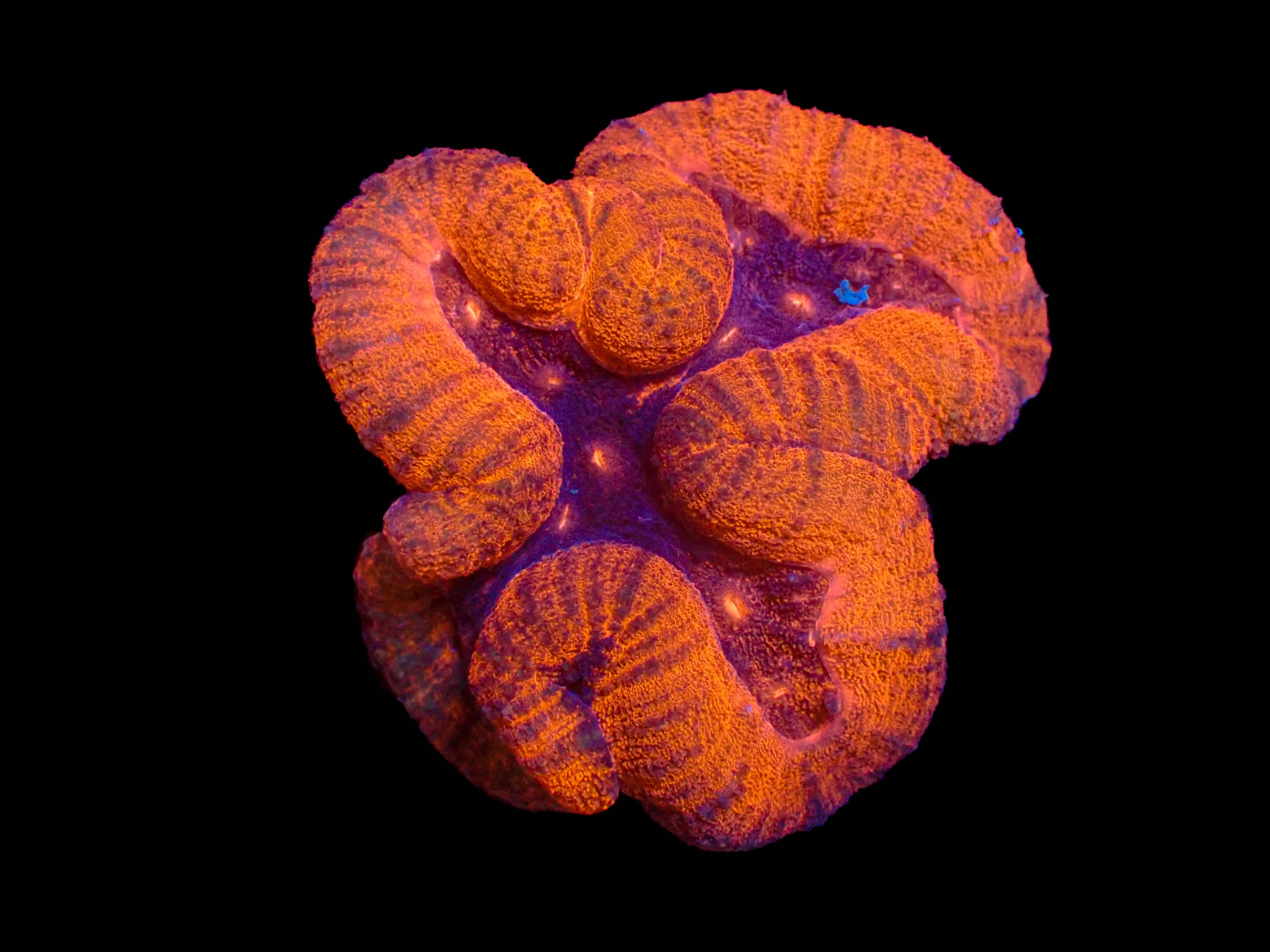 WYSIWYG Lobophyllia Brain Coral