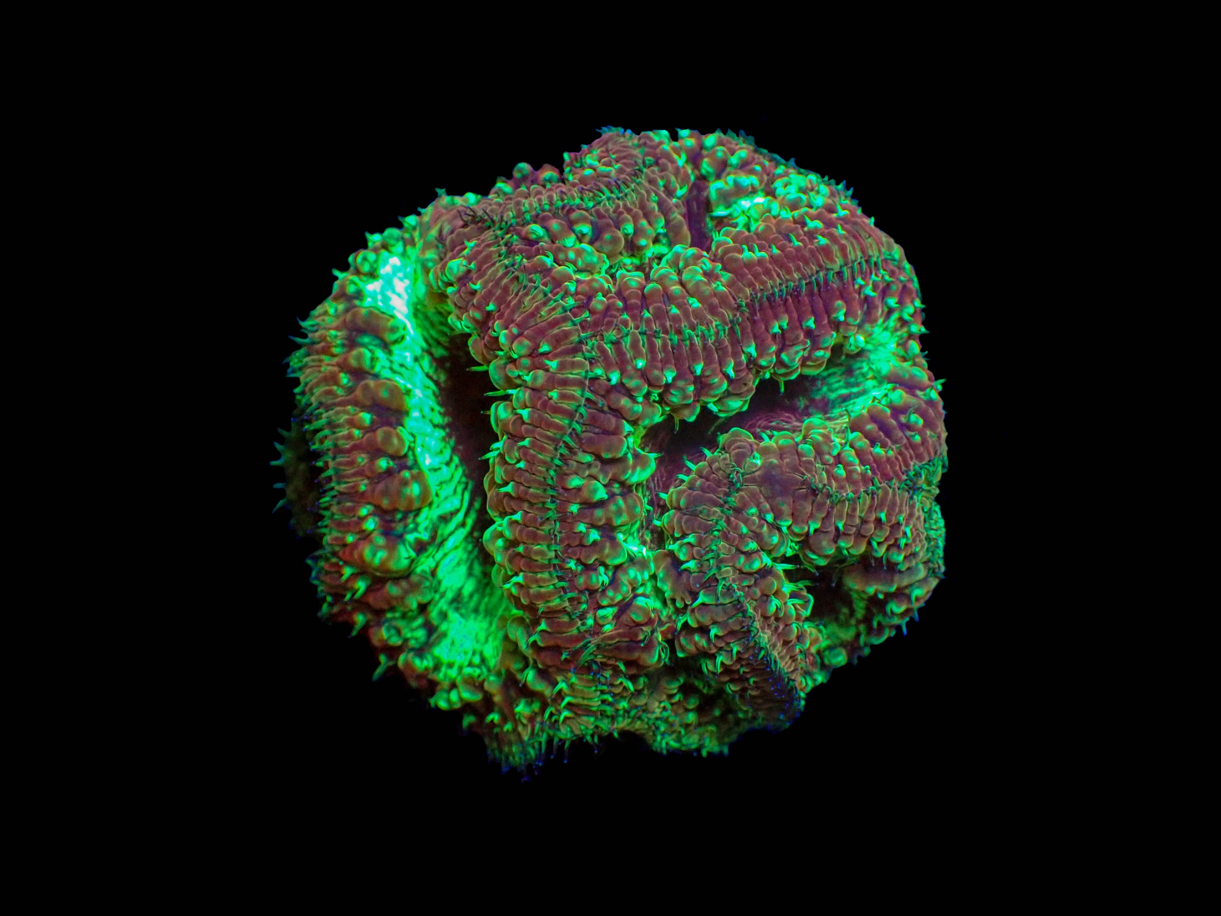 WYSIWYG Green Reaper Blastomussa