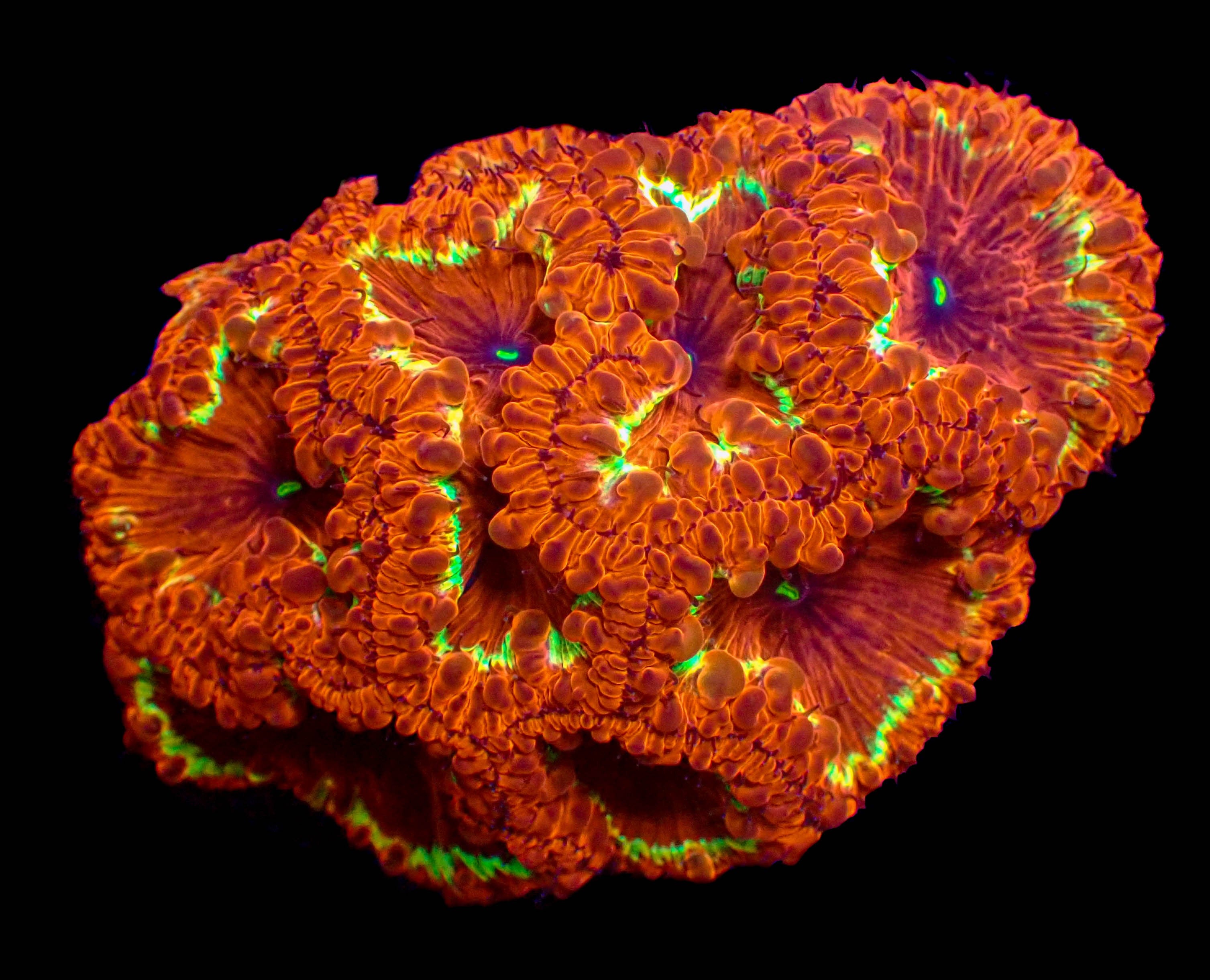 WYSIWYG Ring O' Fire Blastomussa Colony