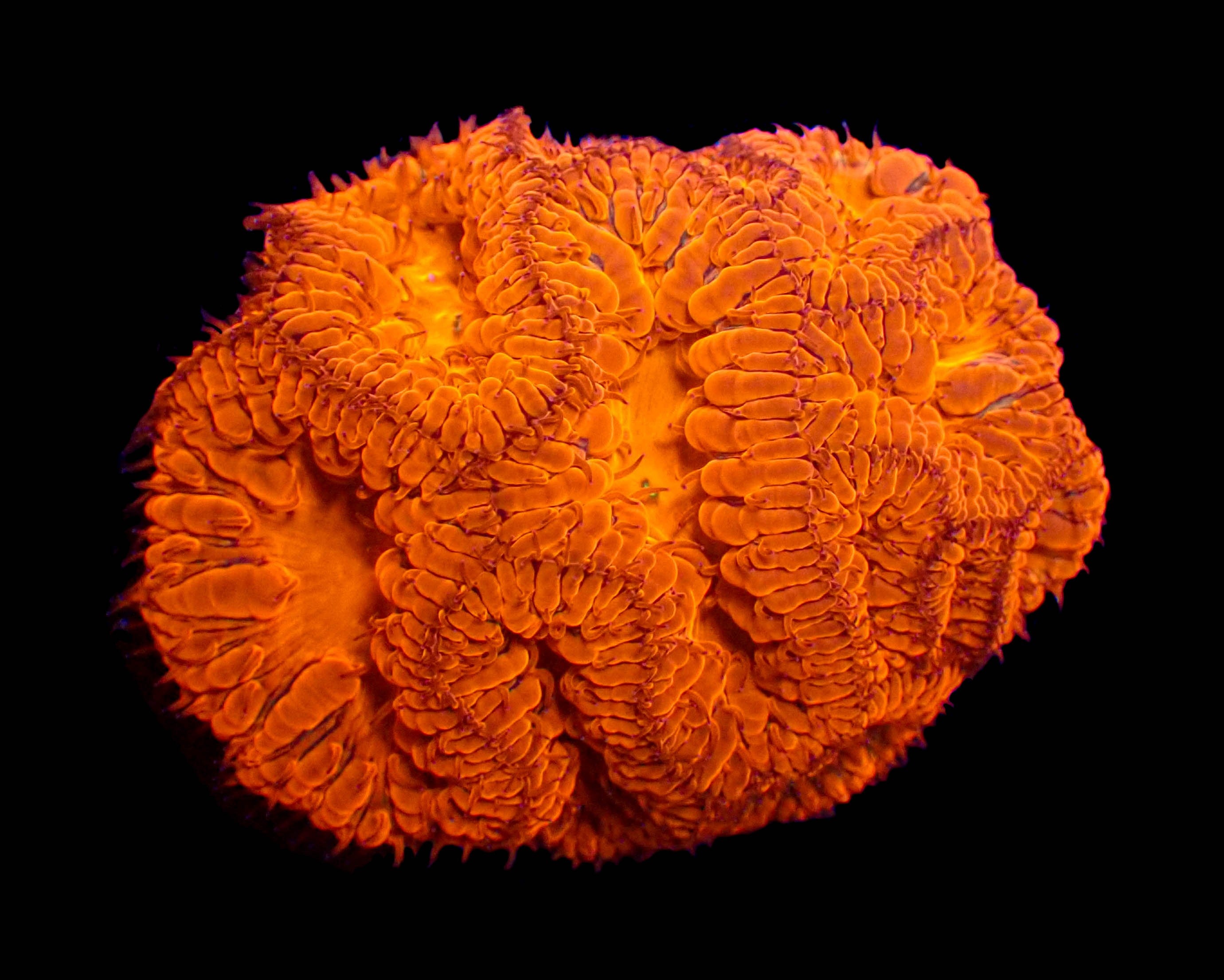 WYSIWYG Blastomussa Colony