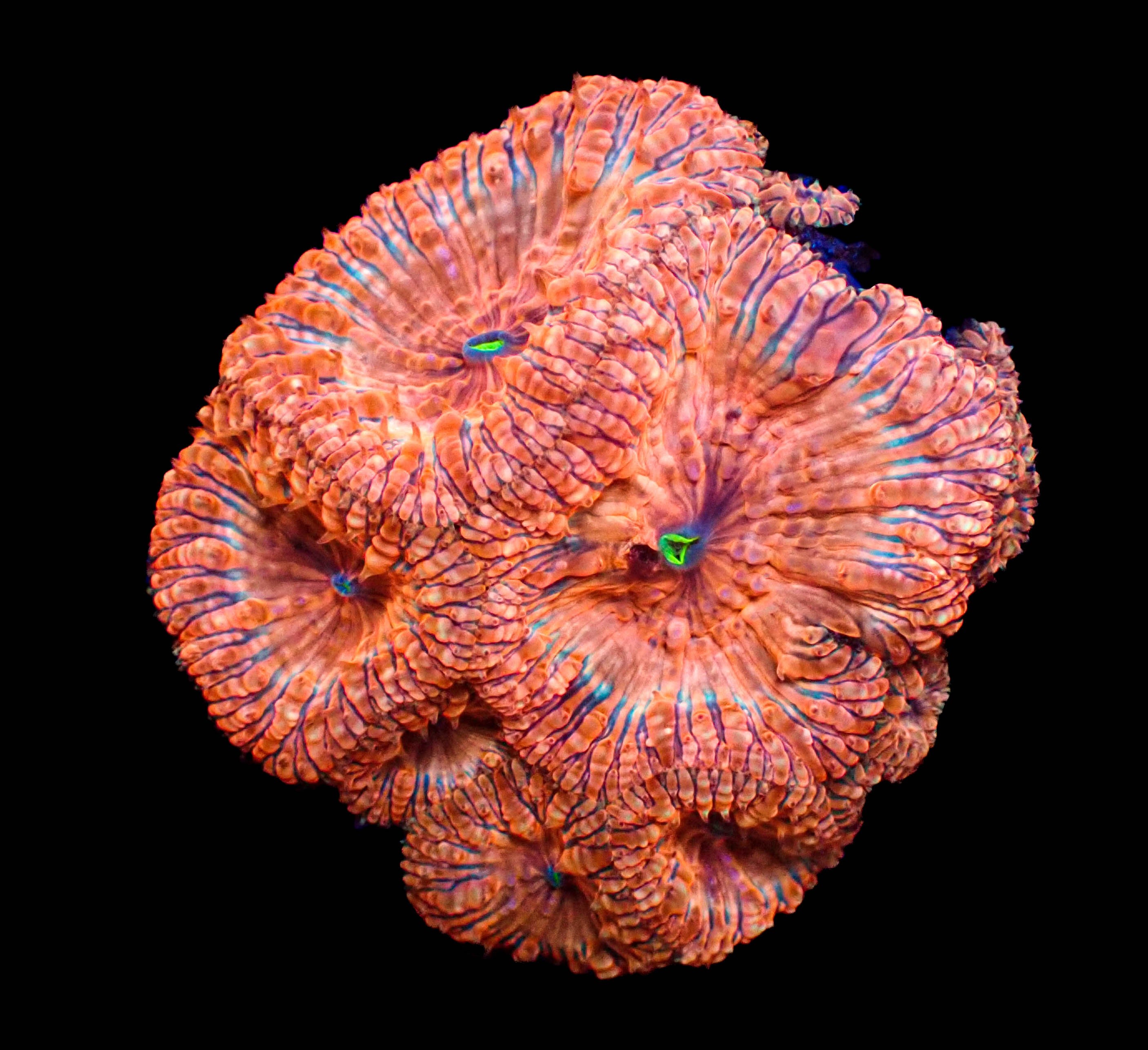 WYSIWYG Pink Fever Blastomussa