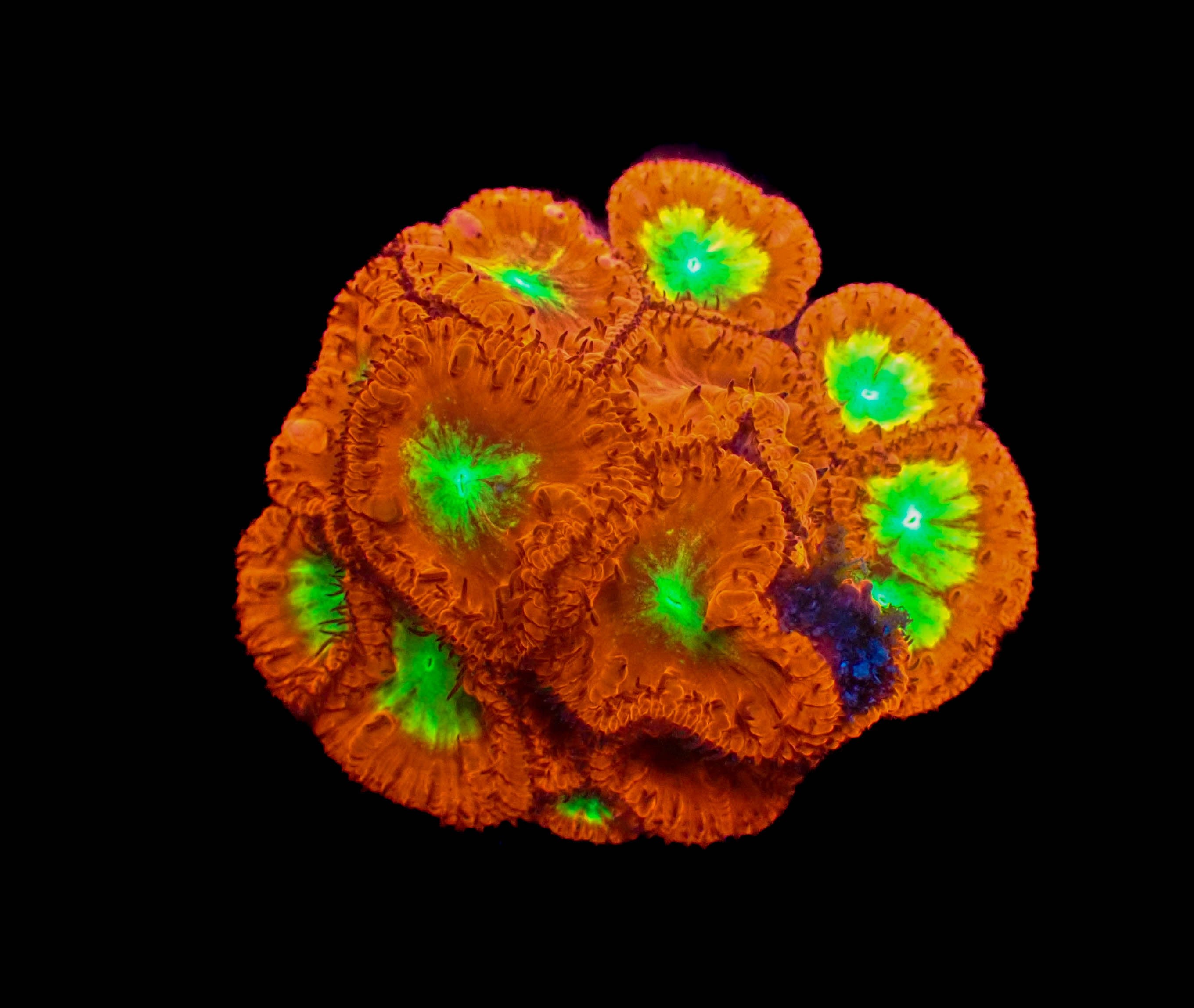 WYSIWYG Blastomussa Colony