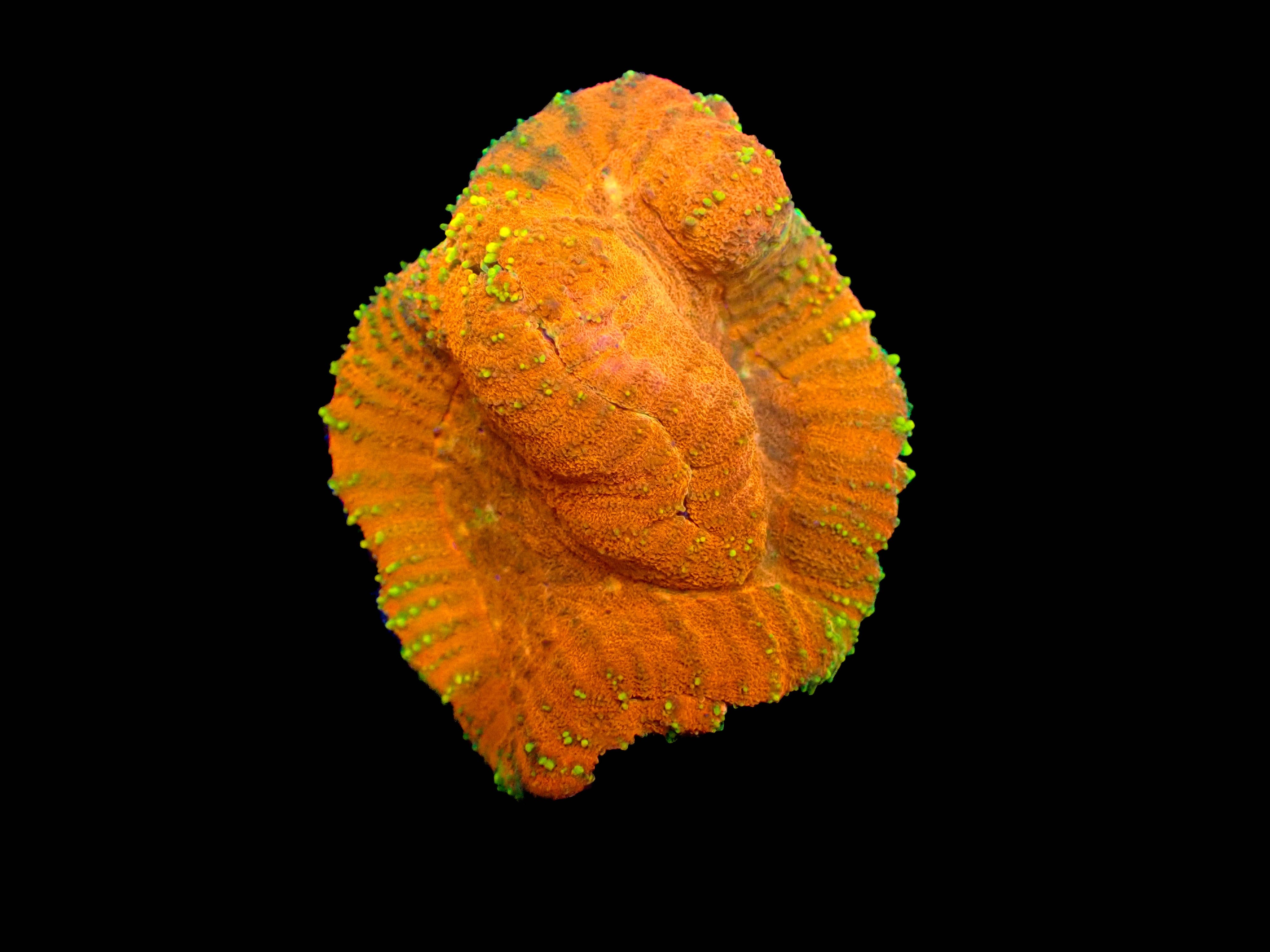 WYSIWYG Lobophyllia Brain Coral