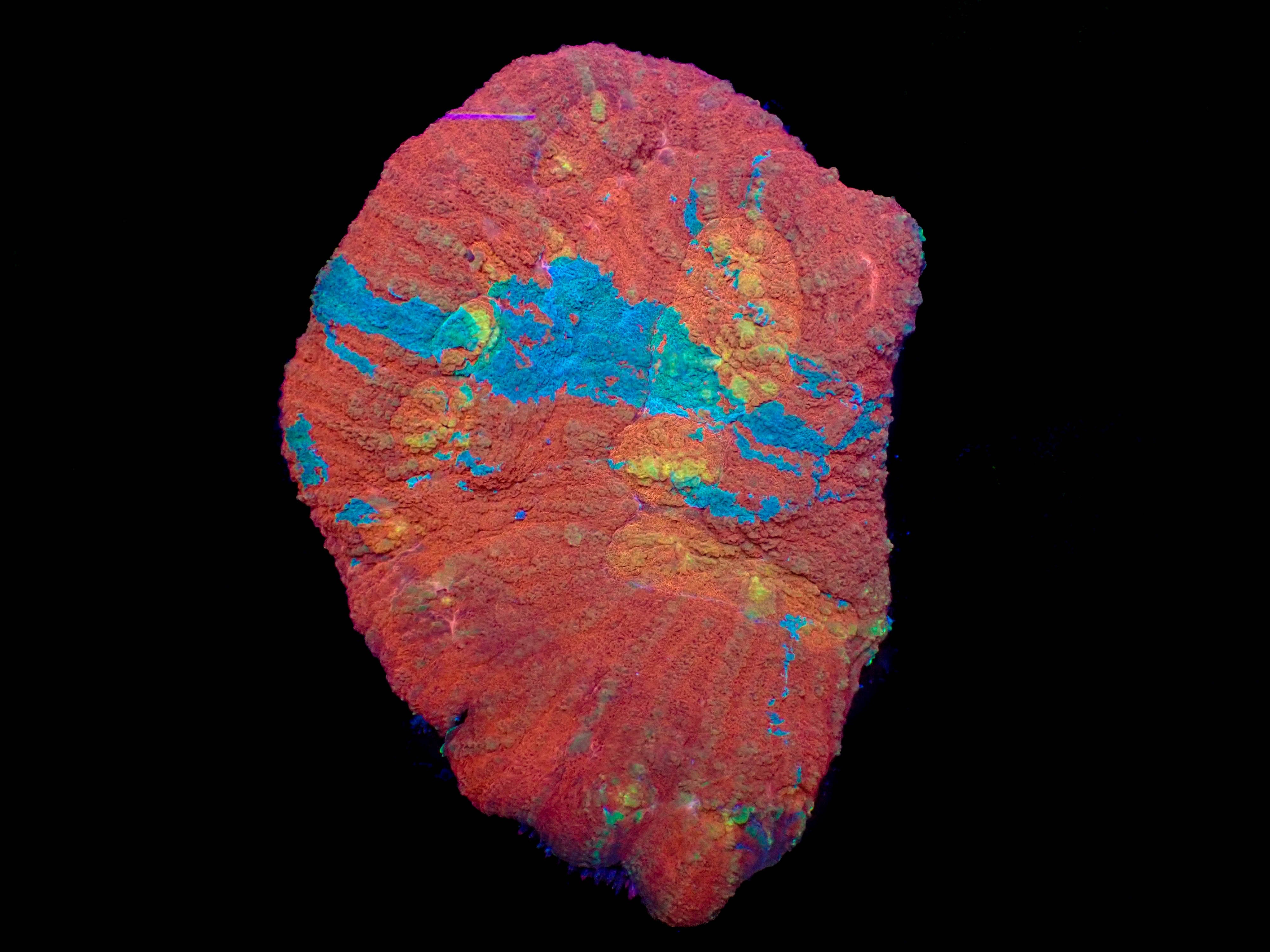 WYSIWYG Australomussa Coral