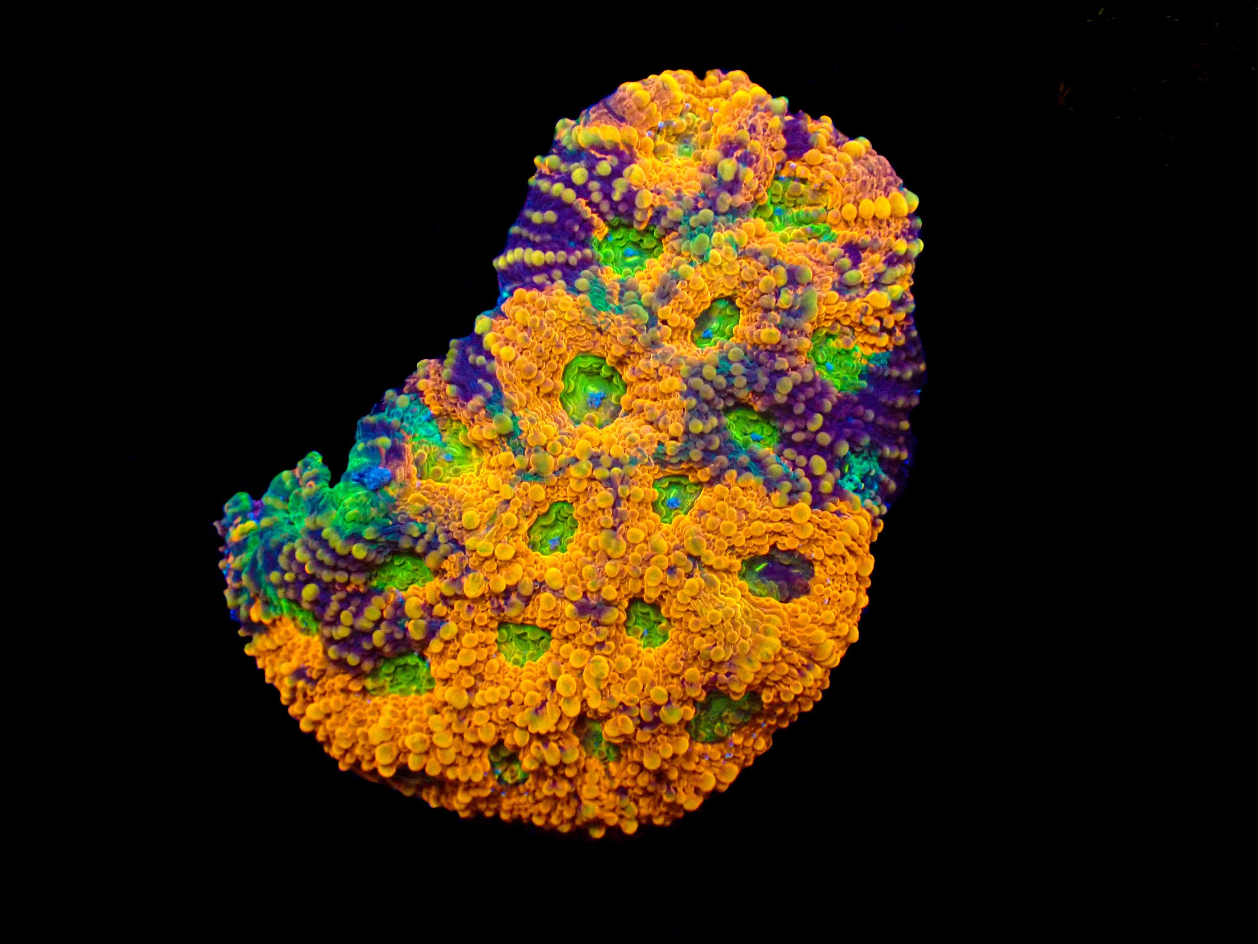 WYSIWYG Ultra Acan Echinata