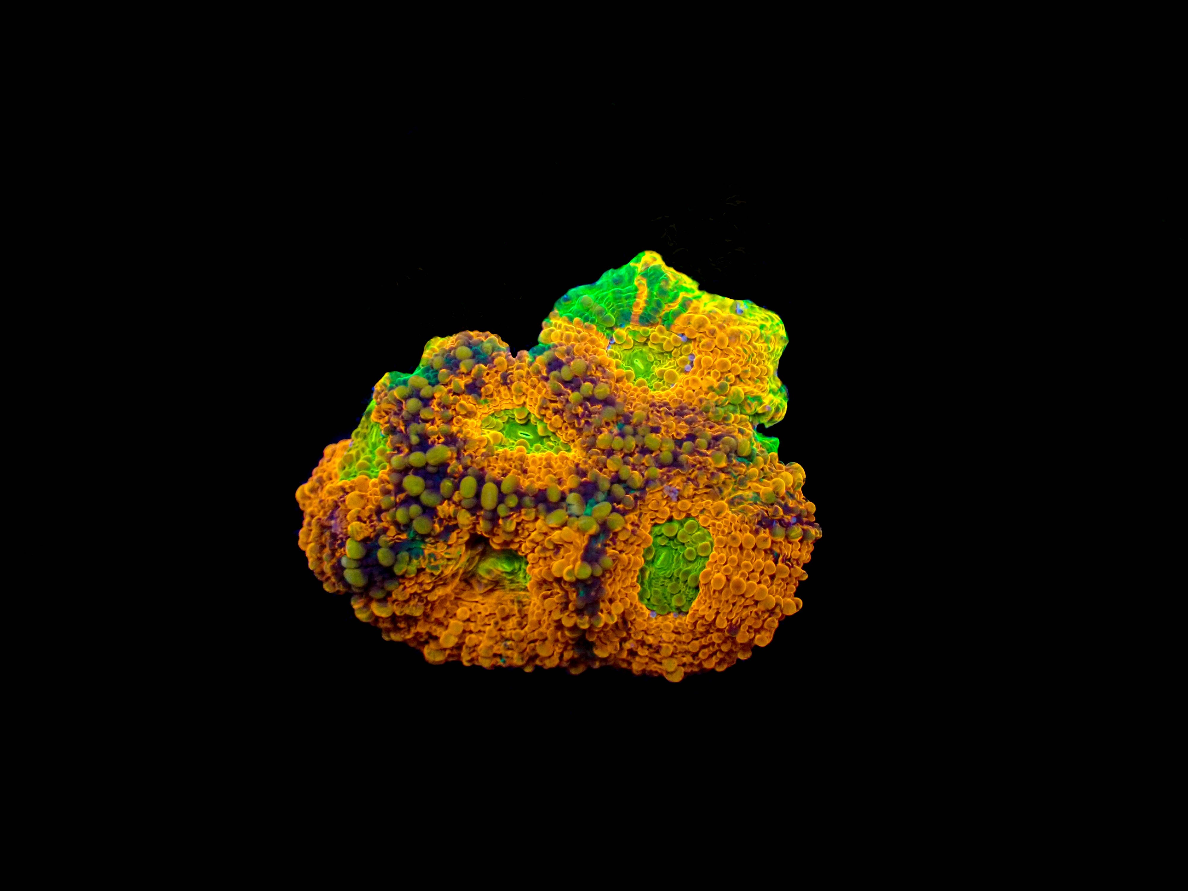 WYSIWYG Acan Echinata