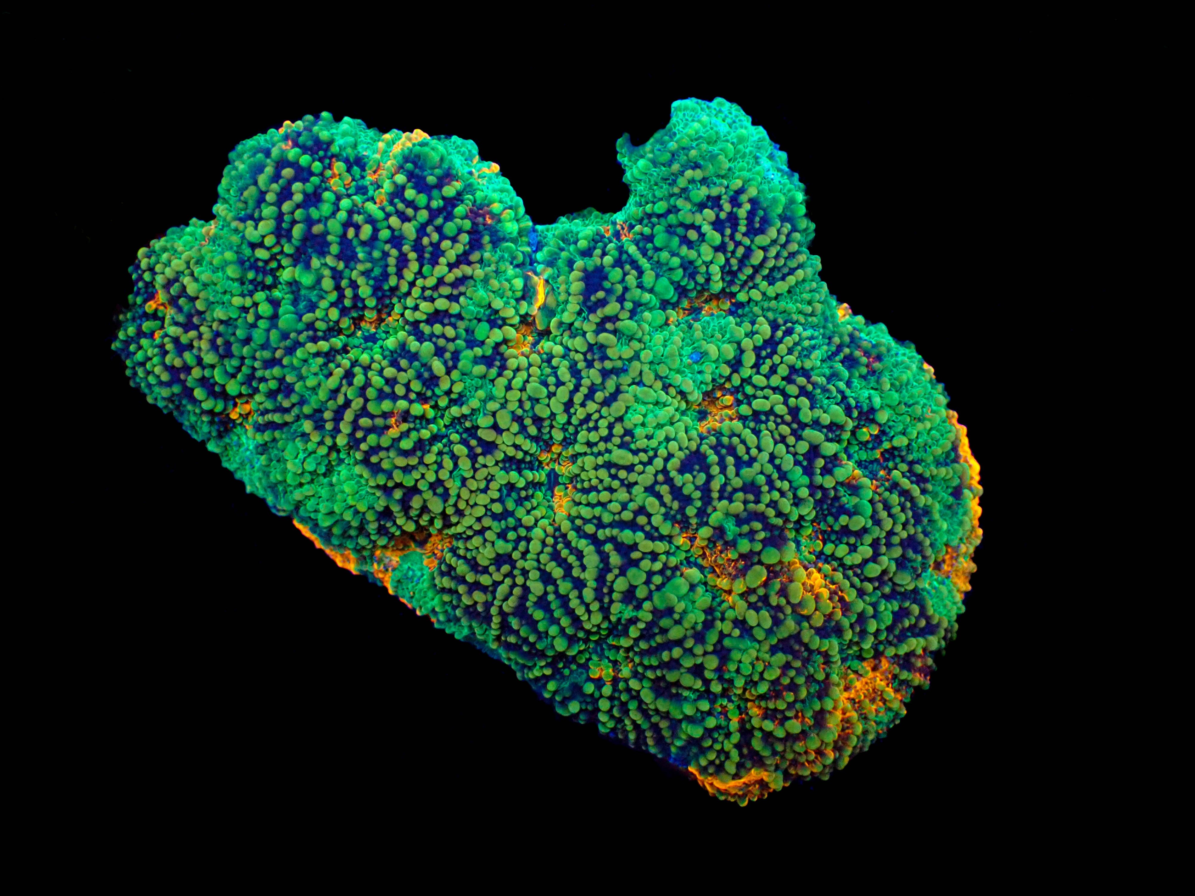 WYSIWYG Acan Echinata