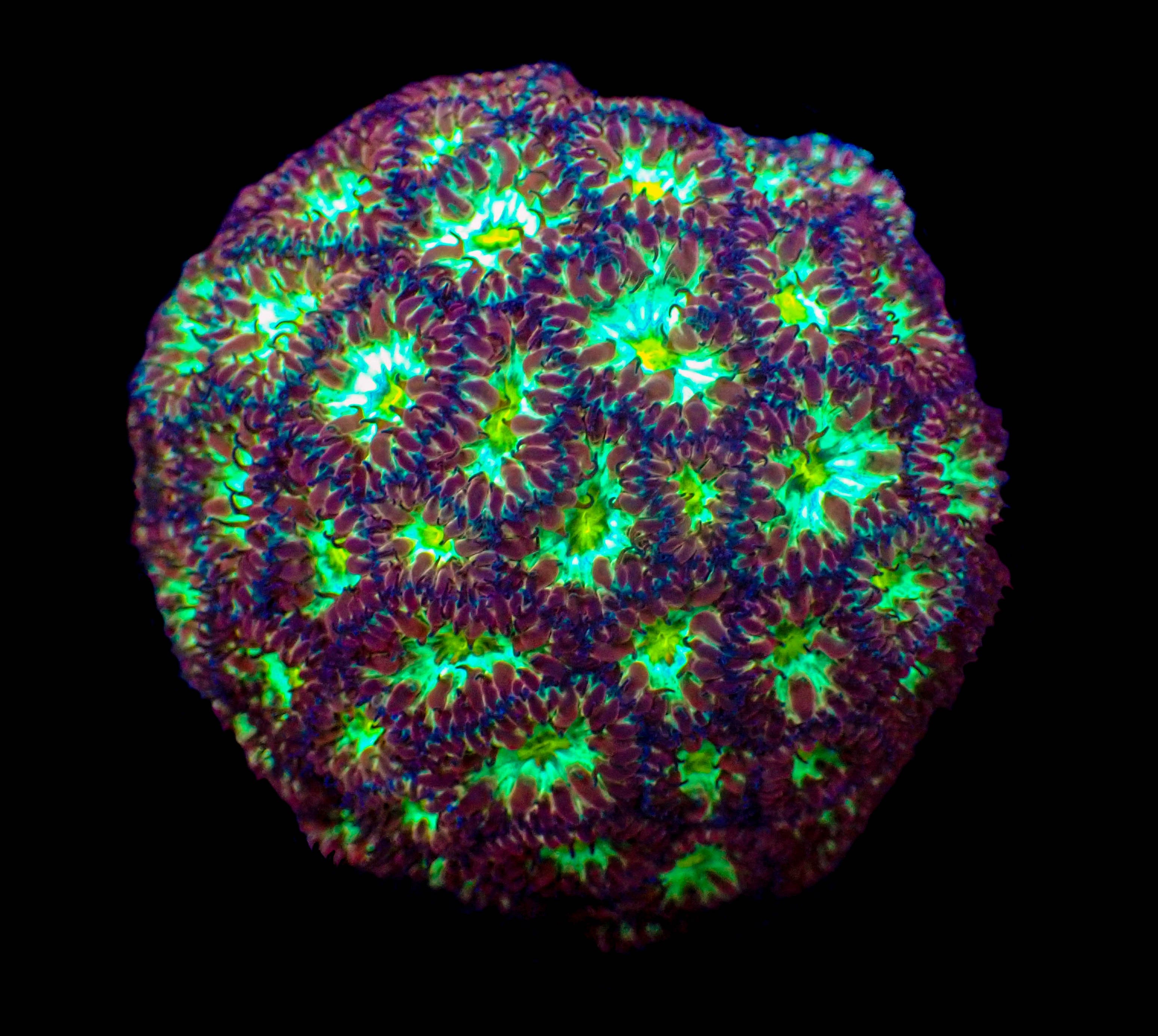 Blastomussa Merletti Frag