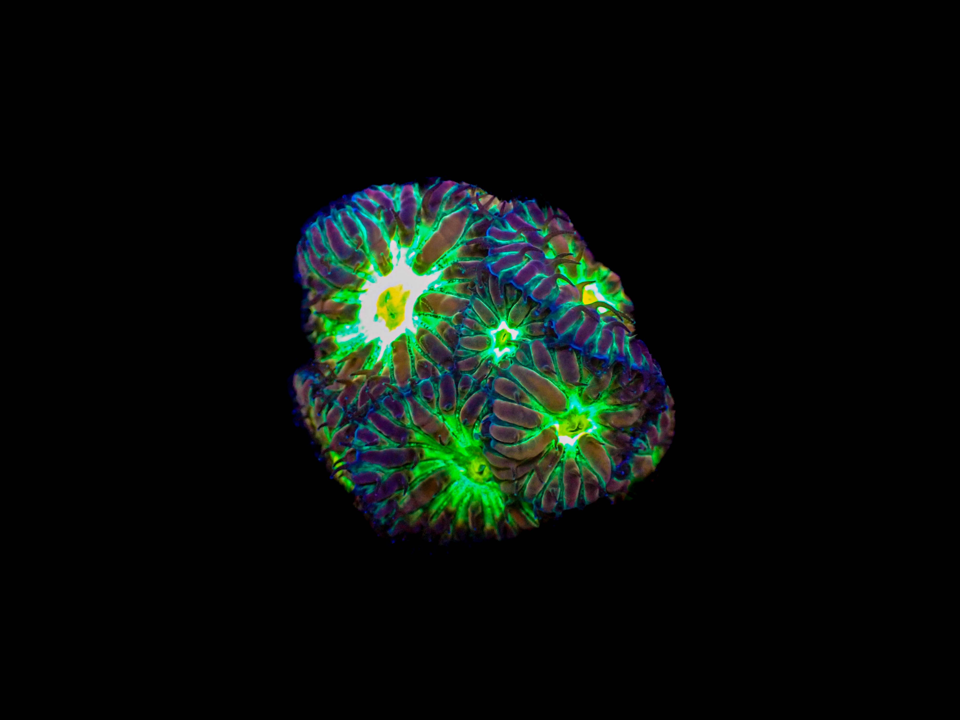 Blastomussa Merletti Frag