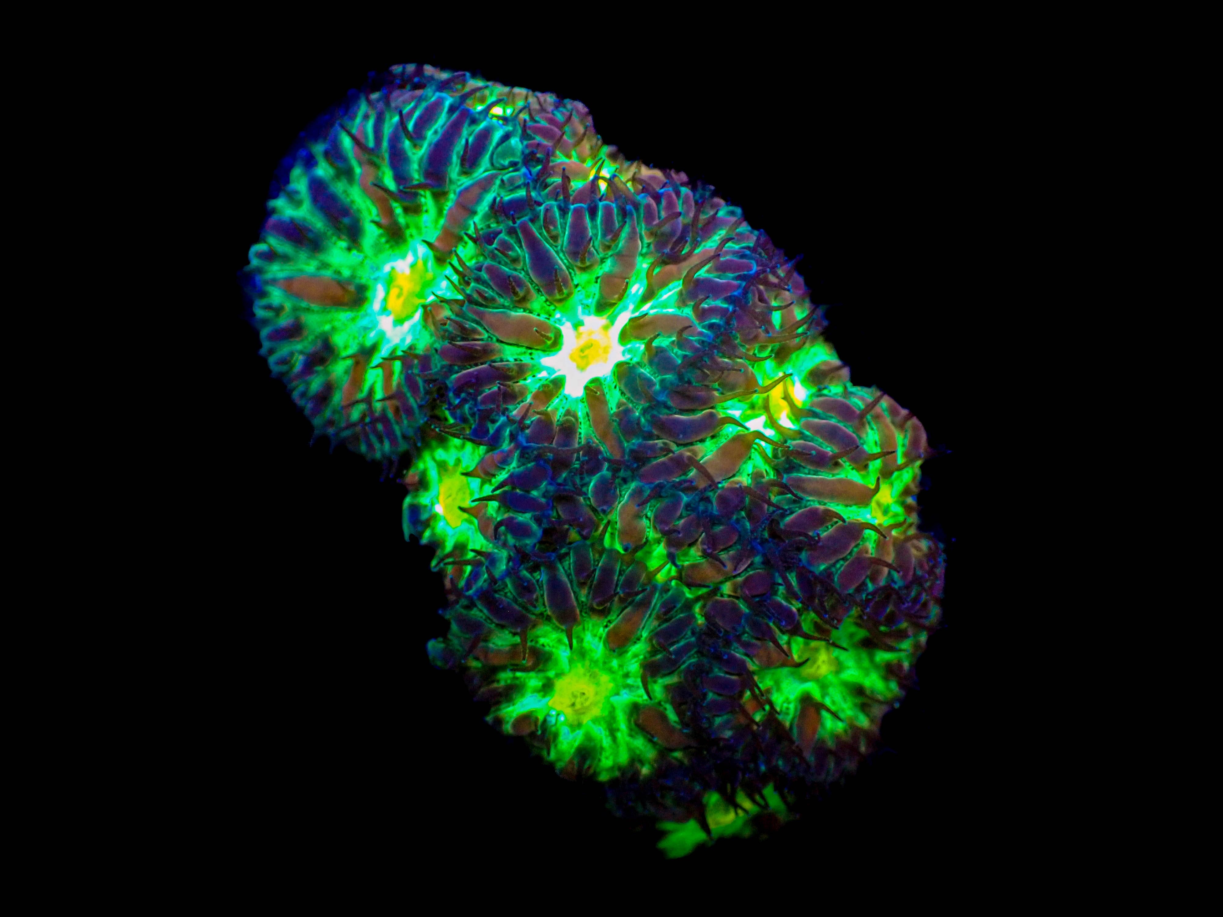 Blastomussa Merletti Frag