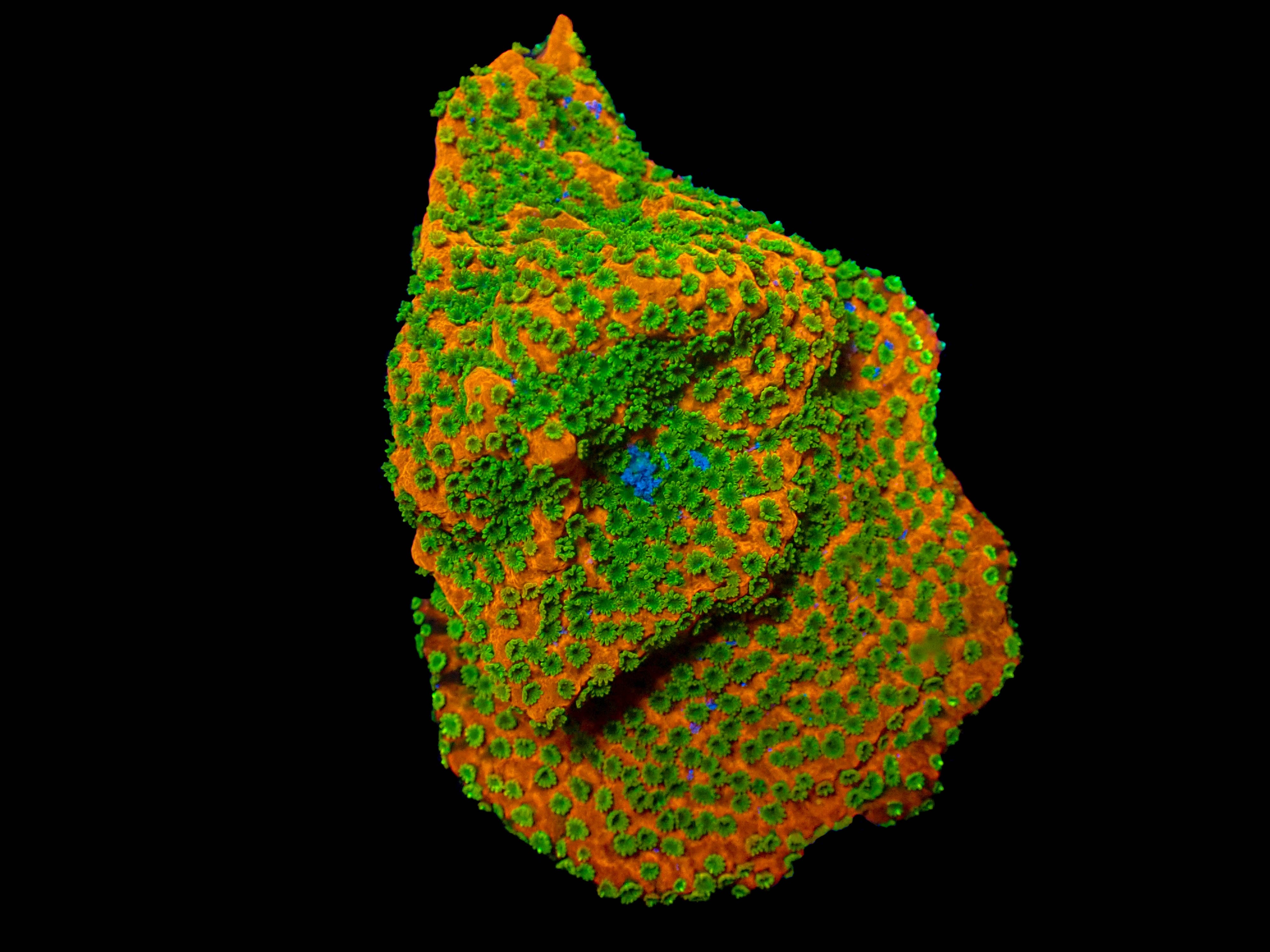 Sunset Montipora Frag Large