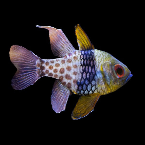 Pajama Cardinalfish