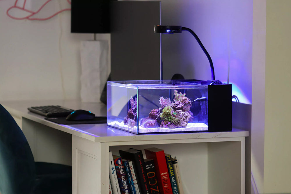 Reef Casa Pico 6 Gallon Aquarium