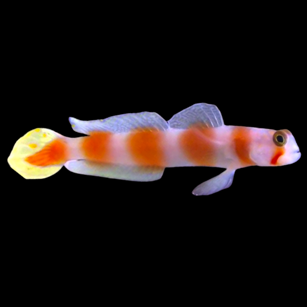Pink Bar Goby