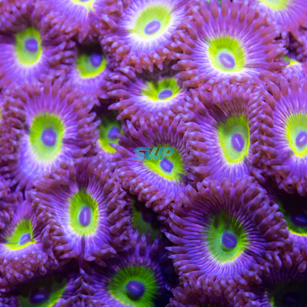 Pink Hippo Zoanthid