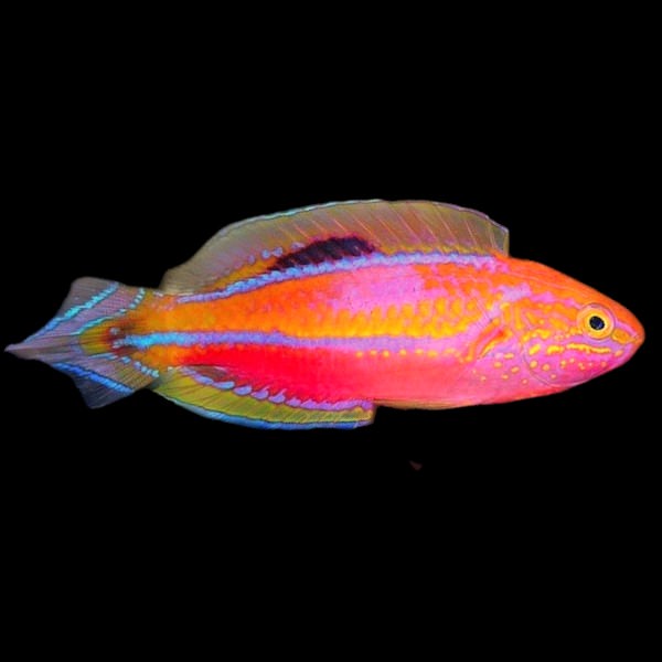 Pintail Fairy Wrasse