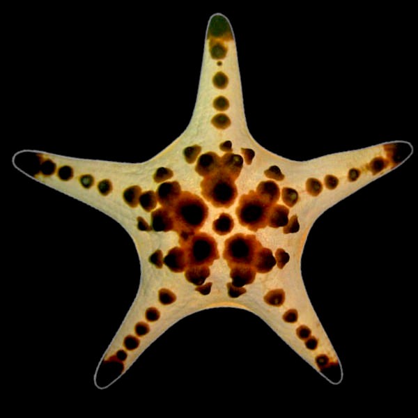 Chocolate Chip Sea Star (Red'ish Brown variant)