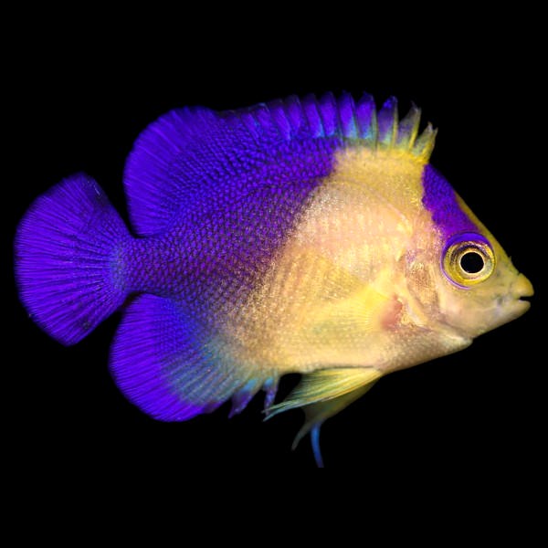 Purple Masked Angelfish - CAPTIVE BRED