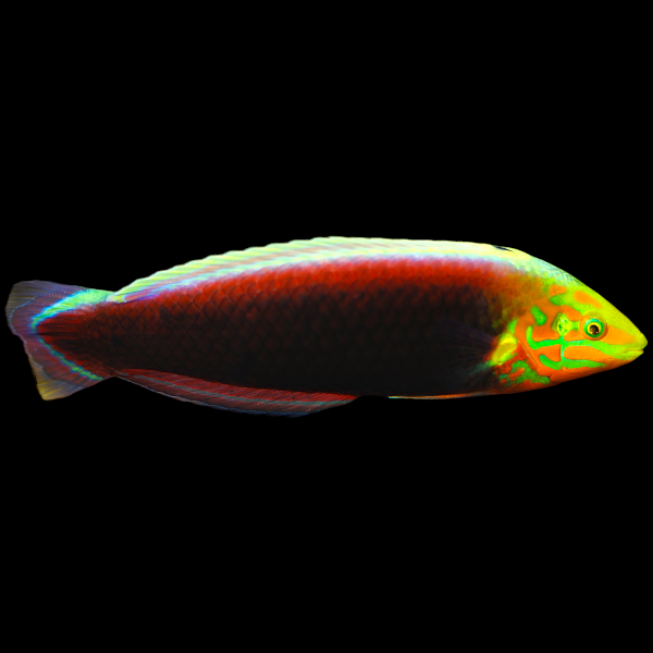 Radiant Wrasse