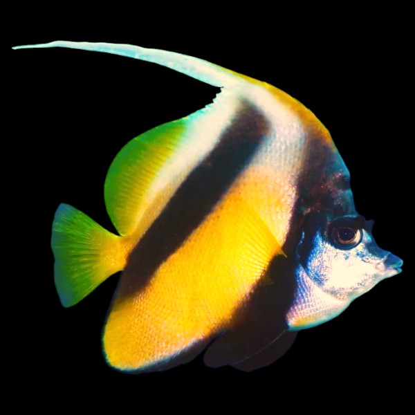 Red Sea Bannerfish
