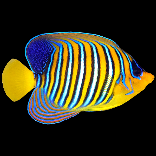 Regal Angelfish Yellow Belly