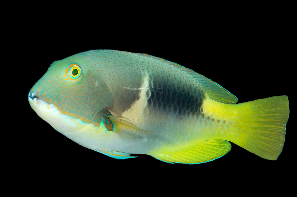 Orange-dotted Tuskfish