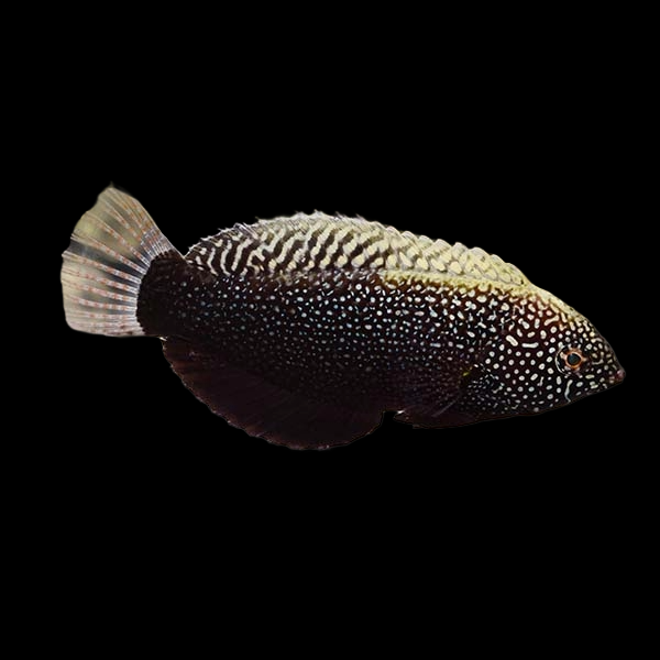 Black Leopard Wrasse