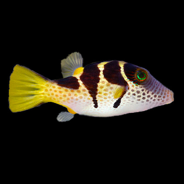 Saddle Valentini Puffer Toby Puffer