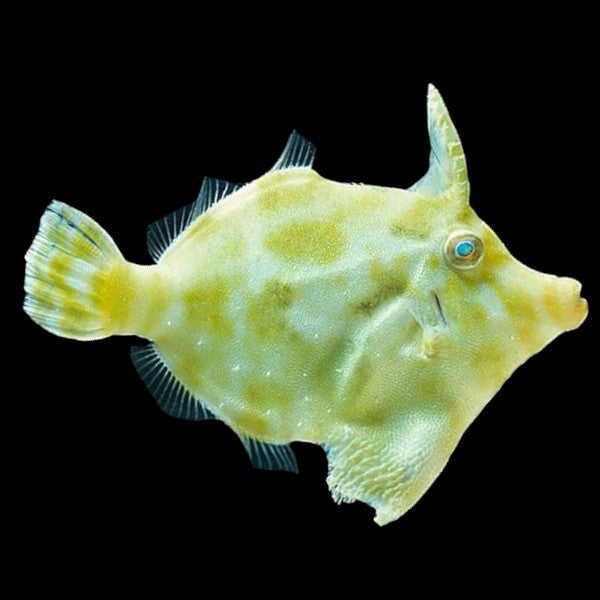 Seagrass Filefish (Medium)