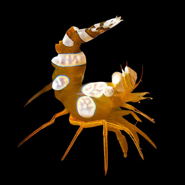 Sexy Anemone Shrimp