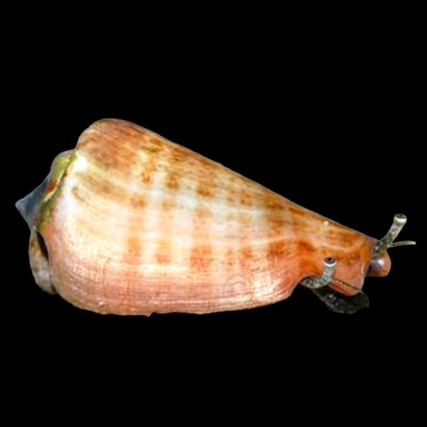 Strawberry Conch Snail (Tiger conch) (Medium)