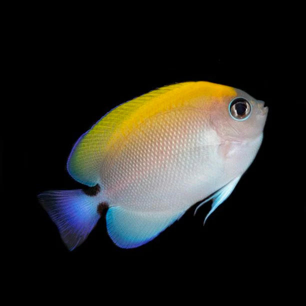 Blackspot Swallowtail Angelfish