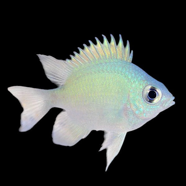 Ternate Damselfish - In-store special