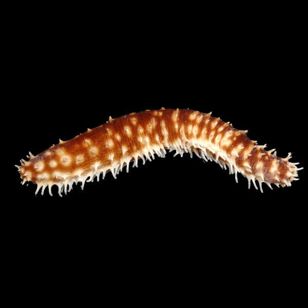 Tigertail Sea Cucumber