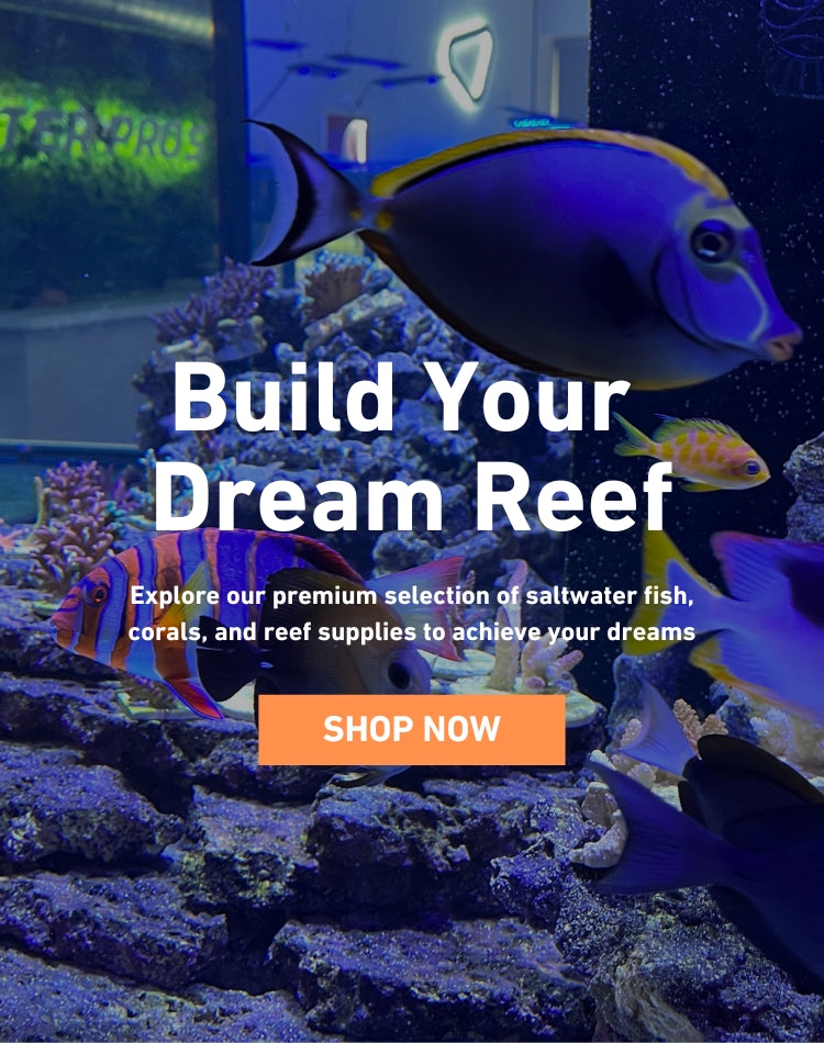 Ocean reef hot sale fish store