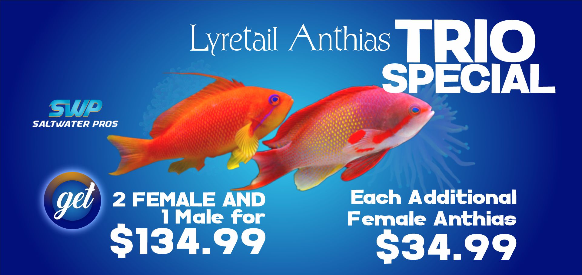 Lyretail Anthias Trio( 2x Orange Female 1x Red male )