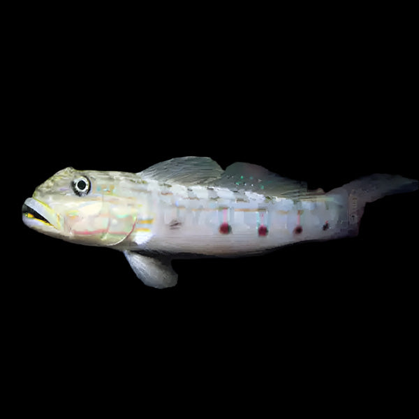 Long-Finned (Striped) Sleeper Goby