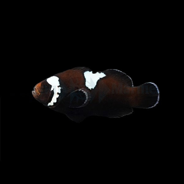 Midnight Lightning Clownfish ( Captive-Bred Juvenille )