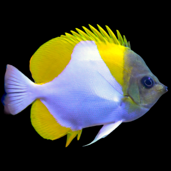 Yellow Pyramid Butterflyfish