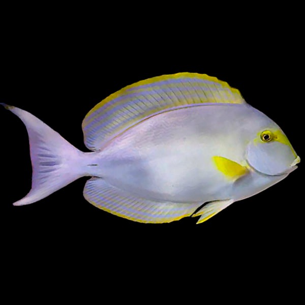 Yellowfin Tang