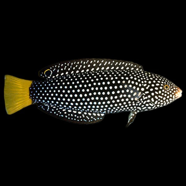 Yellowtail Wrasse (Medium)