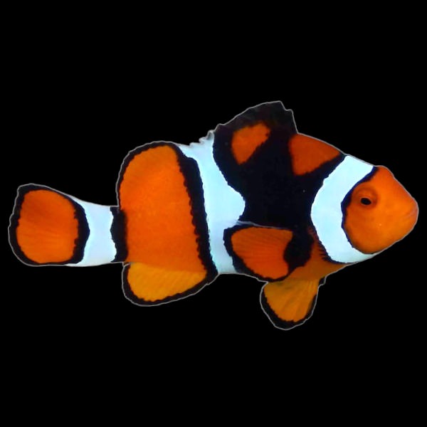 Percula Clown Anemonefish - Super Black (Medium)