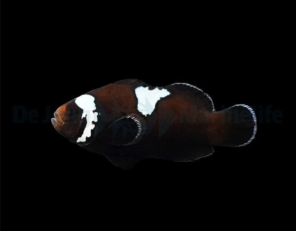 Midnight Lightning Clownfish ( Captive-Bred Juvenille )